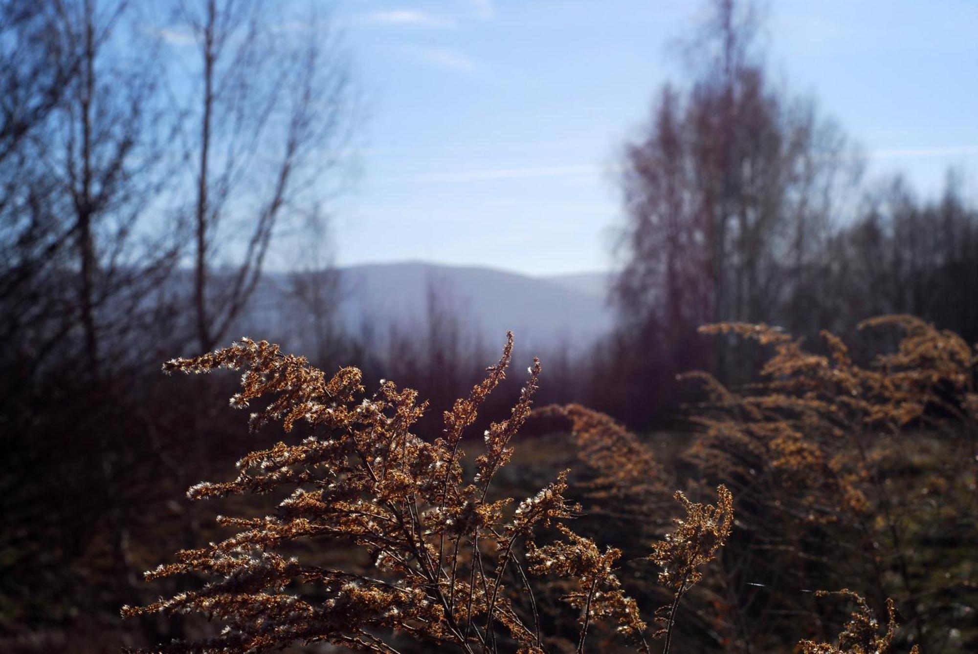 Dziejba Izerska Villa Giebultow  Buitenkant foto