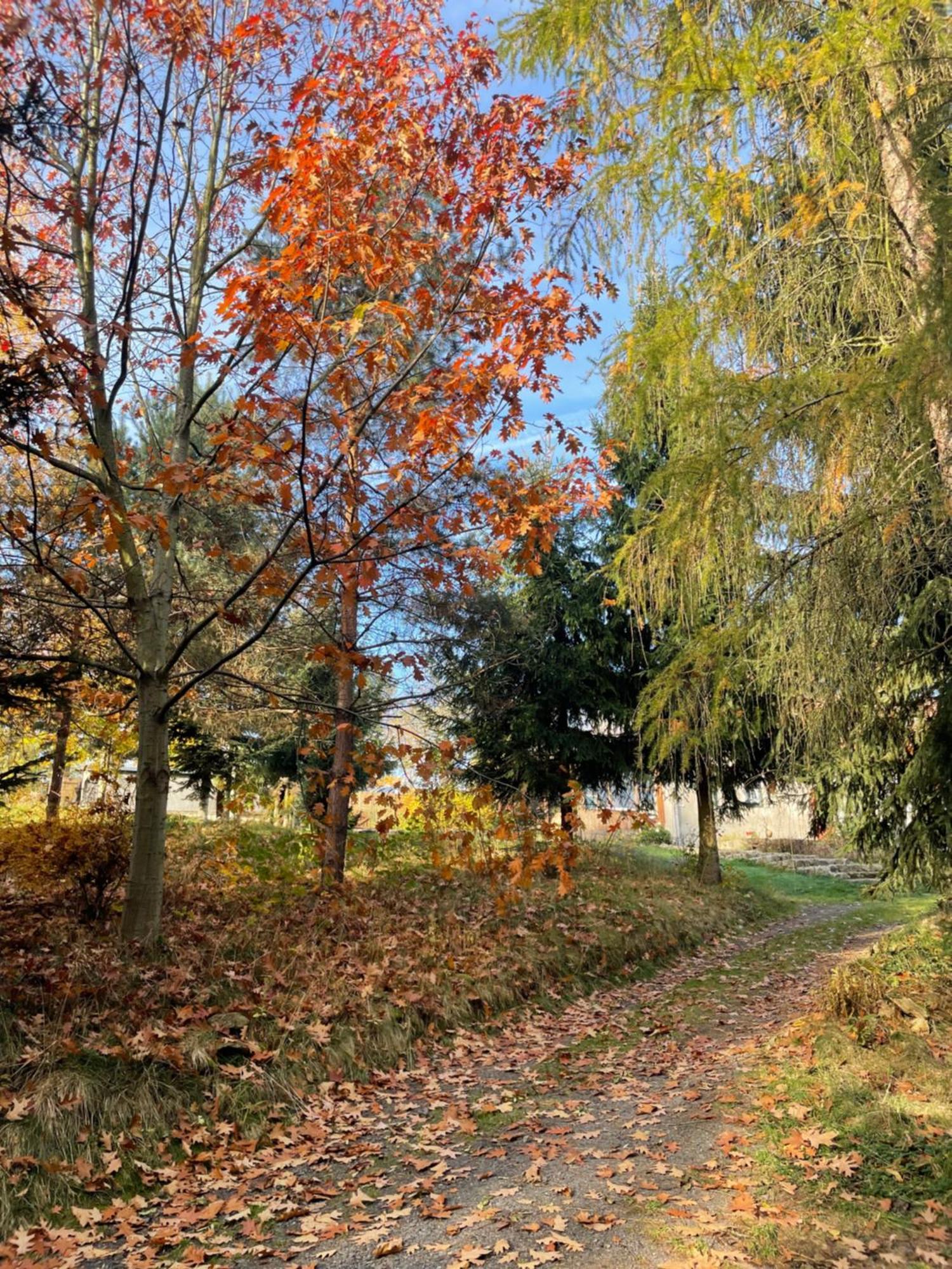 Dziejba Izerska Villa Giebultow  Buitenkant foto